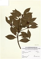 藏品(白花八角)的圖片